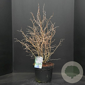 Prunus incisa 'Kojou-no-mai' 50-60 cm 10L