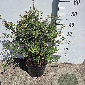 Prunus incisa 'Kojou-no-mai' 50-60 cm 10L