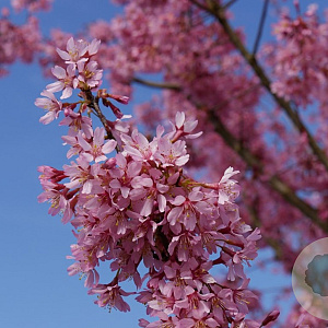 Prunus incisa 'Paean' 50-60 cm 10L