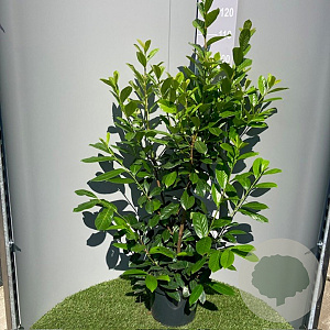 Prunus l. 'Novita' 125-150 cm 15L