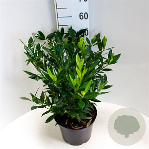 Prunus l. 'Otto Luyken' 50-60 cm 7,5L