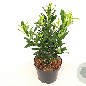 Prunus l. Otto Supreme 30-40 cm 3,0L