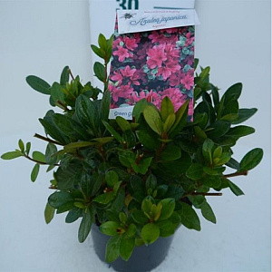 Rhododendron (AJ) 'Ageeth' 50-60 cm 20L
