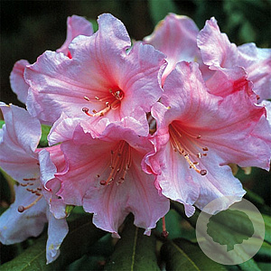 Rhododendron (AJ) 'Aladdin' 50-60 cm 10L
