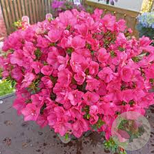 Rhododendron (AJ) 'Anouk' 40-50 cm 10L
