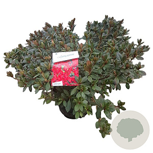 Rhododendron (AJ) 'Arabesk' 40-50 cm 10L