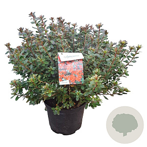 Rhododendron (AJ) 'Addy Wery' 40-50 cm 10L