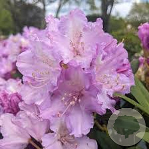 Rhododendron (Y) 'Carol. Allbrook' 20-25 cm 3,0L