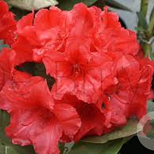 Rhododendron (Y) 'Dopey' 40-50 cm 20L