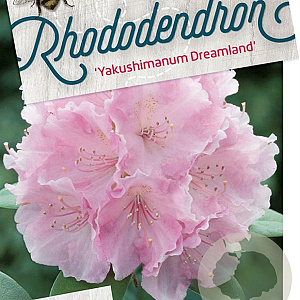 Rhododendron (Y) 'Dreamland' 50-60 cm 40L