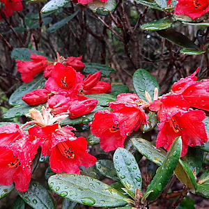 Rhododendron dichr. scyphocalyx 60-70 cm 20L