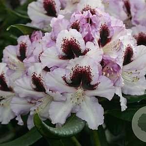 Rhododendron 'Hachmann's Pinguin' 80-100 cm cont. 80L