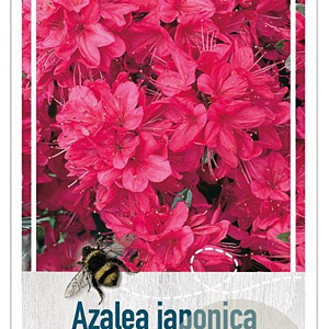 Rhododendron (AJ) 'Isabel' 40-50 cm 10L