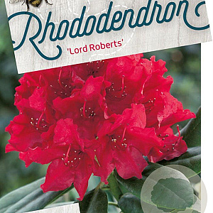 Rhododendron 'Lord Roberts' 50-60 cm 10L
