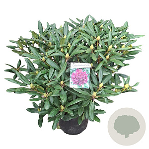 Rhododendron 'Marcel Menard' 60-70 cm 20L