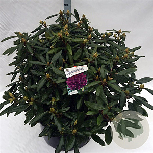 Rhododendron 'Marcel Menard' 80-100 cm cont. 80L