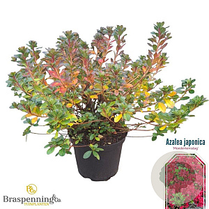 Rhododendron (AJ) 'Moederkensdag' 40-50 cm 10L