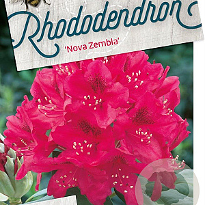 Rhododendron 'Nova Zembla' 80-100 cm cont. 80L