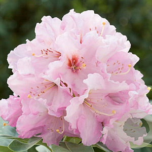 Rhododendron 'Onkel Dines' 80-100 cm cont. 80L