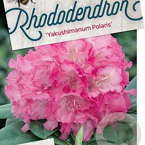 Rhododendron (Y) 'Polaris' 40-50 cm 20L