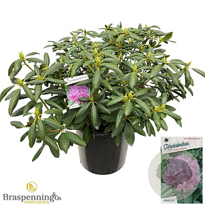 Rhododendron 'Roseum Elegans' 70-80 cm 40L