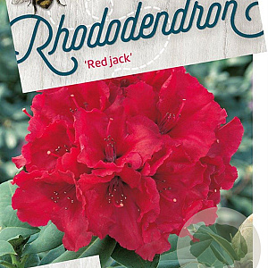 Rhododendron 'Red Jack' 50-60 cm 10L