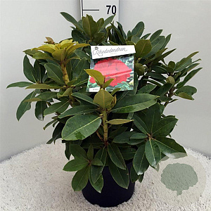 Rhododendron 'Red Jack' 50-60 cm 10L