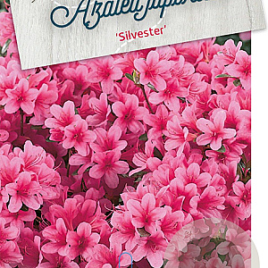 Rhododendron (AJ) 'Silvester' 50-60 cm 20L