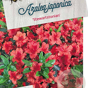 Rhododendron (AJ) 'Stewartstonian' 40-50 cm 10L