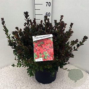 Rhododendron (AJ) 'Stewartstonian' 40-50 cm 10L