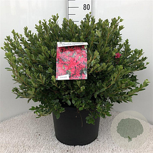 Rhododendron (AJ) 'Toreador' 50-60 cm 20L