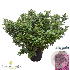 Rhododendron (AJ) 'Violetta' 40-50 cm 10L