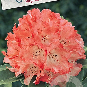 Rhododendron 'Virginia Richards' 60-70 cm 20L