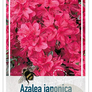 Rhododendron (AJ) 'Vuyk's Scarlet' 40-50 cm 10L