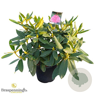 Rhododendron Walküre 60-70 cm 20L