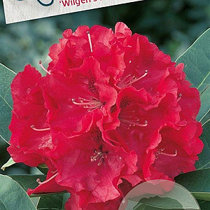 Rhododendron 'Wilgen's Ruby' 60-70 cm 20L