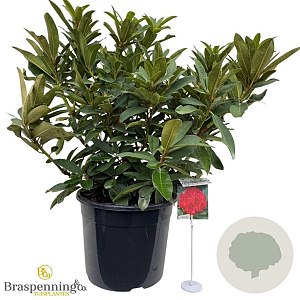 Rhododendron 'Wilgen's Ruby' 60-70 cm 20L