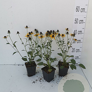 Rudbeckia f. 'Little Goldstar' GM P9