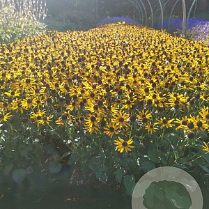 Rudbeckia f. 'Little Goldstar' GM P9