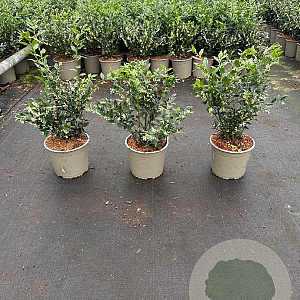 Sarcococca confusa 30-40 cm 3,0L