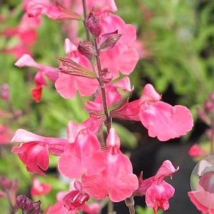 Salvia gr. 'Lipstick' GM 2,0L