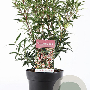 Sarcococca h. 'Purple Stem' 40-50 cm 5,0L