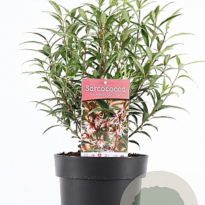Sarcococca h. 'Purple Stem' 40-50 cm 5,0L