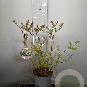 Spiraea Sparkling Champagne 30-40 cm 3,0L