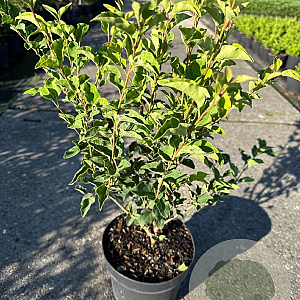 Syringa meyeri Flowerfesta White 30-40 cm 3,0L