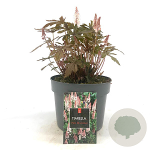 Tiarella 'Pink Skyrocket' GM 2,0L
