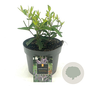 Veronicastrum virg. 'Fascination' GM 2,0L