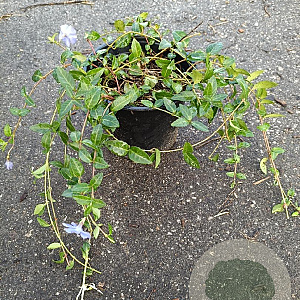 Vinca minor GM 1.5