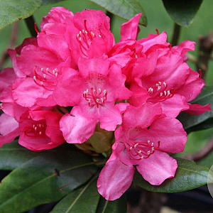 Rhododendron (Y) 'Astrid' 40-50 cm 20L
