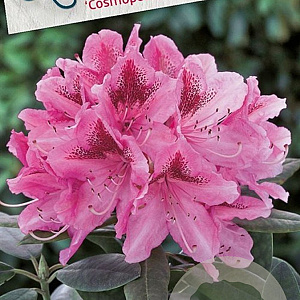 Rhododendron 'Cosmopolitan' 70-80 cm 40L
